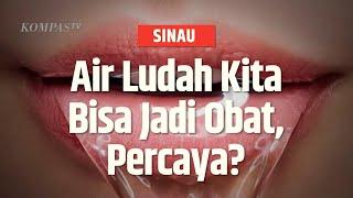 Tahukah Kamu dalam Sehari Kita Bisa Menghasilkan 2 Liter Air Liur LoSINAU