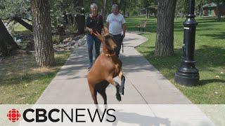 Meet Boots the goat Alberta’s newest celebrity