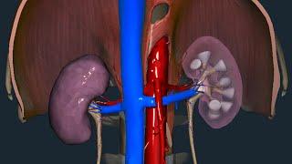 Rene - Anatomia macroscopica