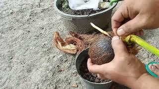 Menanam dan Menumbuhkan Buah Kelapa yang dibeli dari Pasar