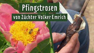 Pfingstrosen-Traum Zu Besuch bei Züchter Volker Emrich  MDR Garten