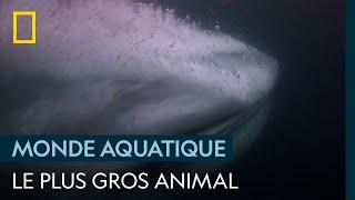 En images  le plus gros animal de tous les temps