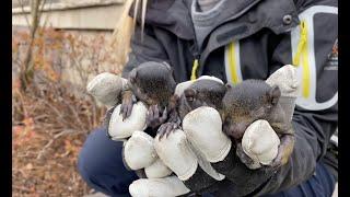 Baby Squirrel Removal Goes NUTS