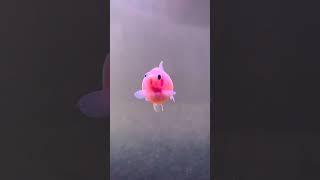 pink fish  so cute #shorts #viral #awwbeautifulpets #cute #pets #fish