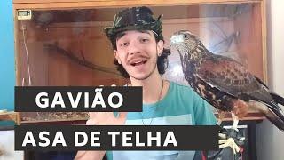 TUDO oque VOCÊ PRECISA SABER pra TER um GAVIÃO ASA DE TELHA