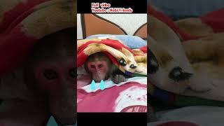 Monkey is angry with sister and crying #monkeybaby #cute #cutemonkey