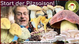 Start der Pilz Saison - Es pilzt wieder... - Pilze sammeln & Pilze suchen im September 2024