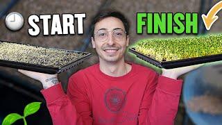 How To Grow Microgreens From Start To Finish COMPLETE PROCESS