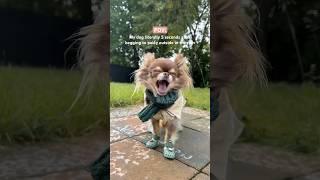 Dramatic Dog HATES Rain ️  #chihuahua #funnydogs #smalldog #funnydogvideos