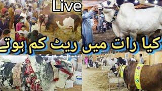 Chand Raat cow Mandi update 2024 - Shahpur Kanjra Mandi Lahore 2024 - Camel Mandi 2024