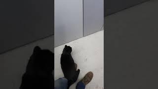 Котя заценил лифт