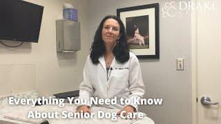 Everything You Need to Know About Senior Dog Care
