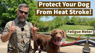 Protect Your Dog From Heat Stroke  Pro Dog Training Tips From Uncle Stonnie