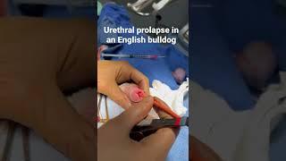 Urethral prolapse surgery in an #englishbulldog #shorts