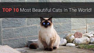  Most Beautiful Cats – Top 10 Most Beautiful Cat Breeds In The World 2020