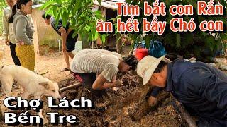 Tìm bắt con Rắn ăn hết cả bầy Chó con  TGSB #982