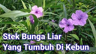 Cara Mudah Menanam Bunga Ungu Yang Tumbuh Liar Di Kebun  Bunga Kencana Ungu