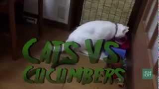 Cats Vs Cucumbers