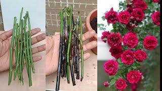 How To Grow Rose Plant From Cutting  Grow Roses From Stem Cutting  Try To Growing Roses At Home