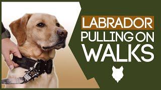 LABRADOR TRAINING How To Stop Your Labrador Pulling On Walks