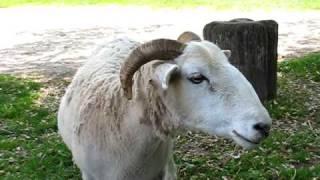 Sheep Bleat