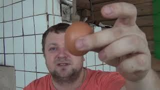Всё о инкубационном яйце Как собрать Как хранить Как выбрать правильный размер Форма яйца