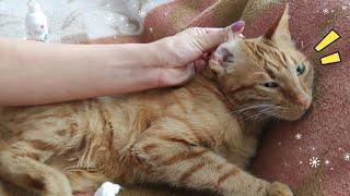 Kedilerin Kulakları Nasıl Temizlenir ? Kedi - Köpek Kulak Temizliği - Kedi kulak temizleme solüsyonu