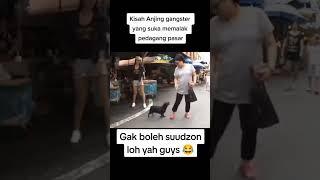 animals Dog smart anjing pintar preman pasar anabul #anabul #doglover #animals