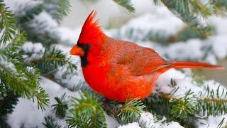 Beautiful Relaxing Hymns Peaceful  Instrumental Music Songbird Morning Sunrise By Tim Janis