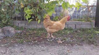 Chicken Steals Mouse from Cat  ViralHog