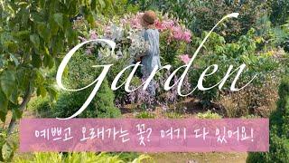 Garden 예쁘고 오래가는 꽃을 찾으시나요? 여기 있어요  정원 한가운데 피어난 거대 꽃다발 가드닝 초화류 꽃추천