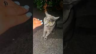 funny cats  episode 377 #shorts