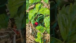 Strawberry fields forever Summer sun and strawberries at the allotment #shorts