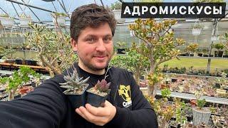 АДРОМИСКУС ADROMISCHUS ТОЛСТОЛИСТНЫЙ КОРОЛЬ СУККУЛЕНТ