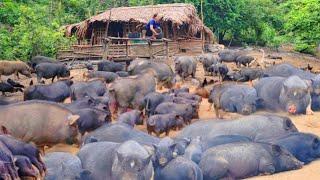 FULL VIDEO 100 days feed pigs farm lots of pigs find food for pigs