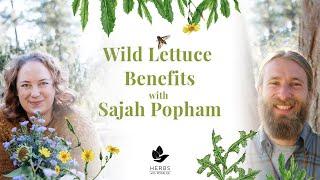 Wild Lettuce Benefits with Sajah Popham  Wild Lettuce Pain Relief