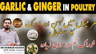 Garlic and Ginger In Poultry  Antiviral Antibacterial AntifungalGrowth Promotor & Immune Booster