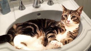 Cute and Funny Cat Videos to Keep You Smiling 