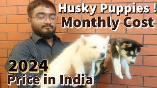 Siberian husky puppies  Secrets to Caring for Siberian Husky Puppies in Hot weather