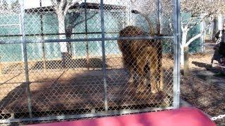 Lion Pees on Spectators