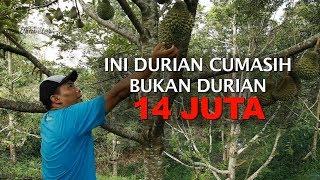 INI DURIAN CUMASIH BUKAN DURIAN 14 JUTA