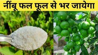 इस सफेद चीज से नींबू फलों से भर जायेगा  Fertilizers for Lemon Plant  Home Garden