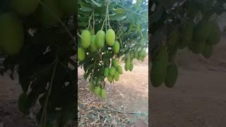 आमचं गाव । सुट्टीतली मजा #summervibes #mangoes #farming #villagelife