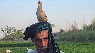 Teetar and Man An Everlasting Friendship  Man and Grey Francolin Bird Relation