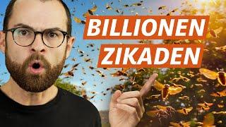 Zikaden-Invasion in den USA Was steckt dahinter?