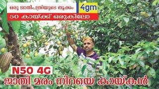 50 ജാതിക്കായിൽ നിന്നും ഒരു കിലോ  ഒരു പത്രി 5G  NUTMEG FARMING   PANAKKTHOTTIYIL SPICES GARDEN