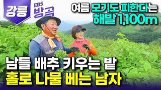 강원 강릉 선풍기 없이도 여름을 난다는 해발 1100m 안반데기 잘 다니던 직장 관두고 내려와 남들 다 배추 키우는 고랭지에서 나물 키우는 남자┃#한국기행 #방방곡곡