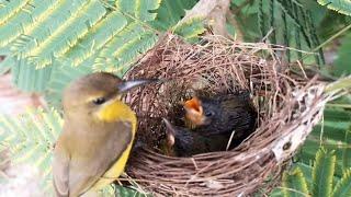 #Ep3 .Garden sunbird birds Feed the baby in the nest  Review Bird Nest 