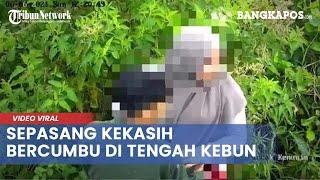Viral Rekaman CCTV  Sepasang Kekasih Ciuman di Tengah Kebun Teh Kemuning Pelaku Diburu Polisi