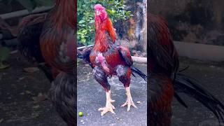 #kagam Parrot nose temper tail breeder #kakidega punju #Big size aseel